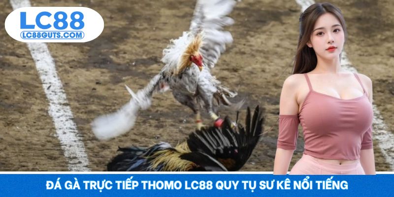 Đá Gà Trực Tiếp Thomo LC88 – Trận Đấu Chiến Kê Thép 5 Đá gà trực tiếp Thomo LC88 quy tụ sư kê nổi tiếng